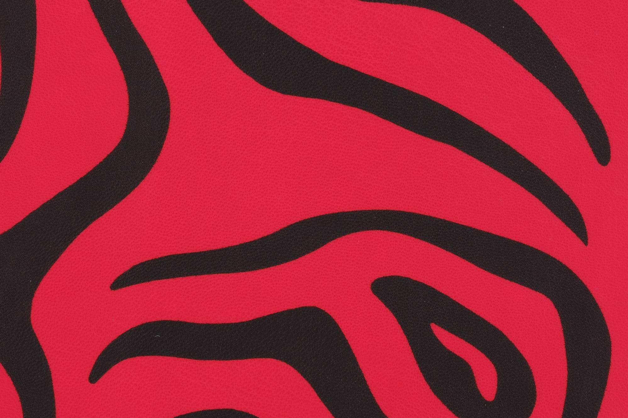 Glory Zebra