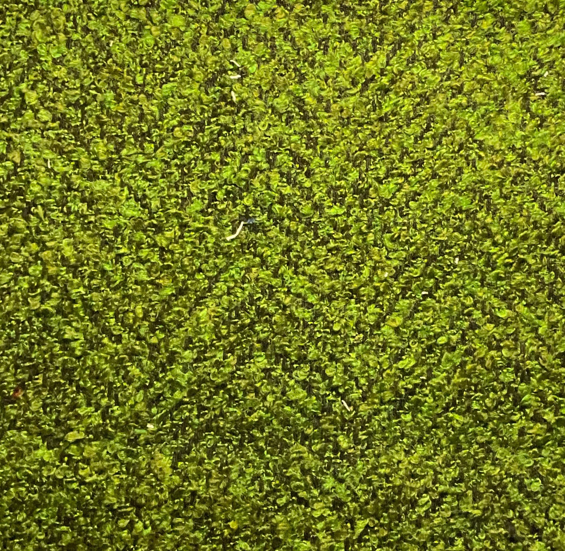 Lelystad · V1 Dark green